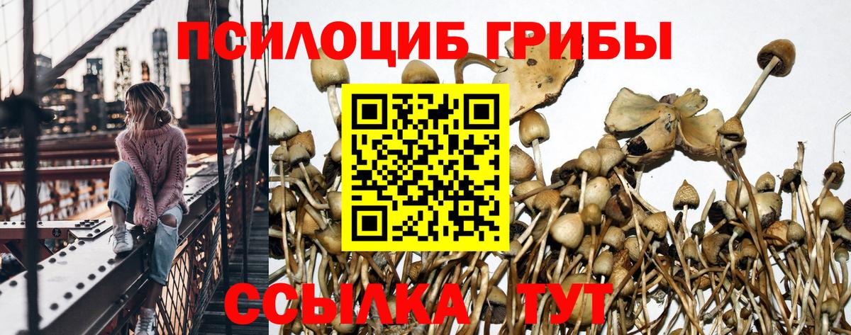 Галлюциногенные грибы Cubensis Чернушка
